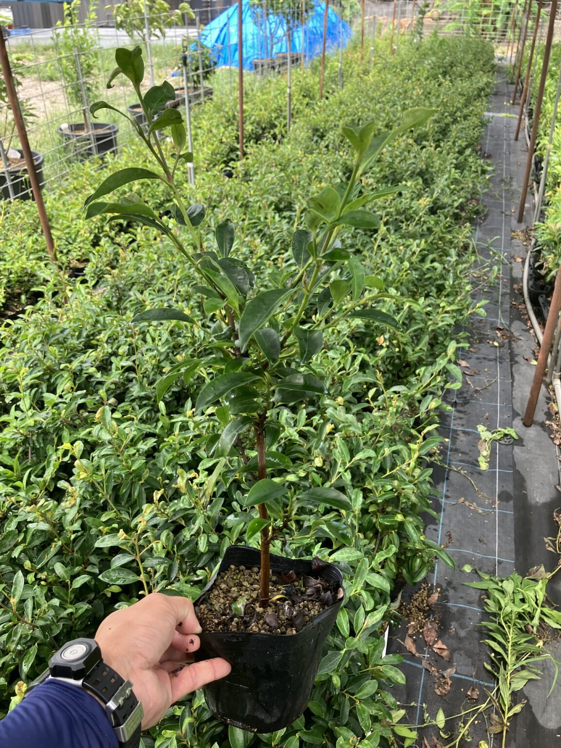 苗木の植え付けシーズン到来! | 【公式】長崎県の国産榊といえば雲仙さかき | 国産